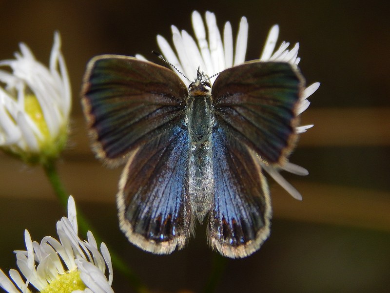 Questo Plebejus  un rebus...